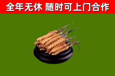 南宫回收散虫草